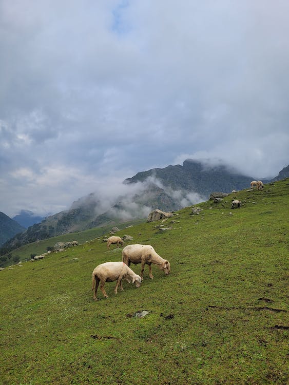 pahalgam